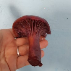 Мокруха пурпуровая
