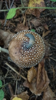 Amanita pantherina - Мухомор пантерный