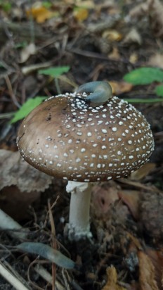 Amanita pantherina - Мухомор пантерный