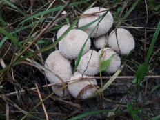 Lycoperdon perlatum - Дождевик съедобный