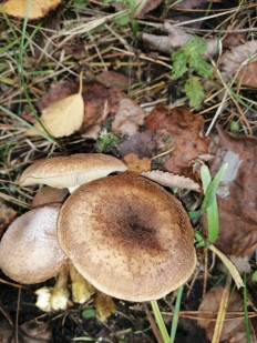 Опёнок осенний