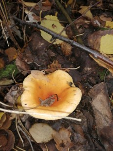 Hygrophoropsis aurantiaca - Лисичка ложная