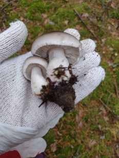 Tricholoma saponaceum - Рядовка мыльная
