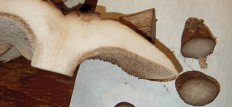 Sarcodon Imbricatus - Ежовик чешуйчатый