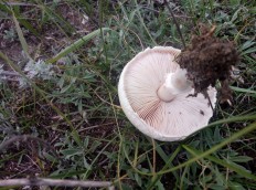 Leucoagaricus leucothites - Белошампиньон краснопластинчатый