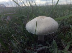 Leucoagaricus leucothites - Белошампиньон краснопластинчатый