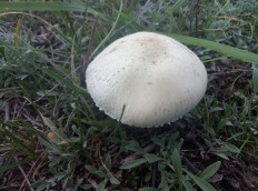 Leucoagaricus leucothites - Белошампиньон краснопластинчатый