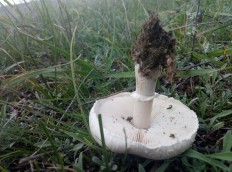 Leucoagaricus leucothites - Белошампиньон краснопластинчатый