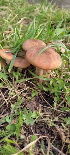 Armillaria gallica - Опенок толстоногий