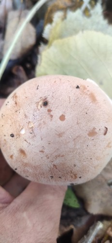 Hebeloma crustuliniforme - Гебелома клейкая (Валуй ложный)