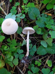 Cystoderma carcharias - Зонтик шелушистый
