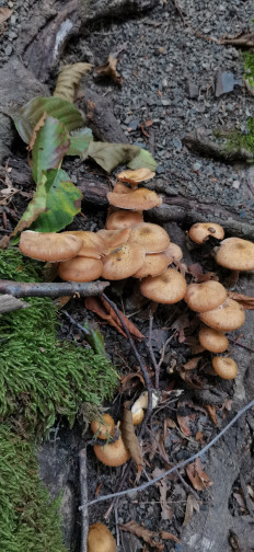 Опенок луковичноногий