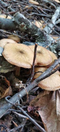 Опенок луковичноногий