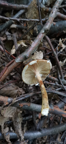 Опенок луковичноногий