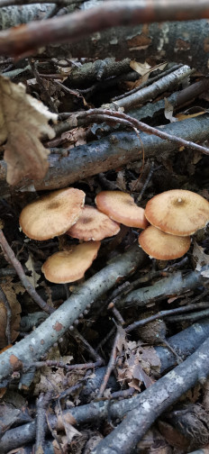 Опенок луковичноногий