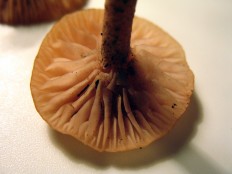 Tubaria furfuracea - Тубария отрубистая