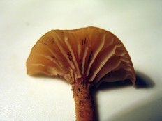 Tubaria furfuracea - Тубария отрубистая