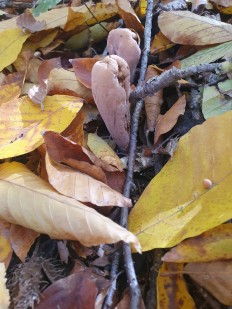 Clavariadelphus pistillaris - Рогатик пестиковый
