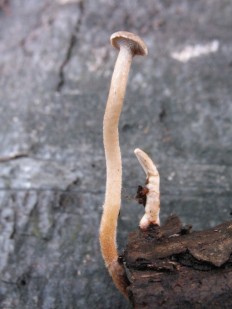 Lentinus brumalis - Трутовик зимний