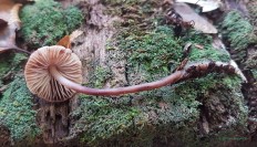 Mycena inclinata - Мицена наклонённая