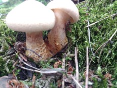 Neolentinus lepideus - Пилолистник чешуйчатый (Шпальный гриб)