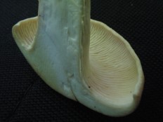 Neolentinus cyathiformis - Пилолистник бокаловидный