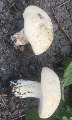 Calocybe gambosa - Майский гриб