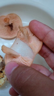 Rhodotus palmatus - Родотус дланевидный