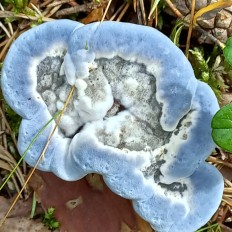 Hydnellum caeruleum - Гиднеллум голубой