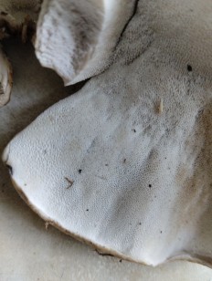 Болетопсис серый
