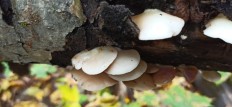 Crepidotus applanatus - Крепидот уплощенный