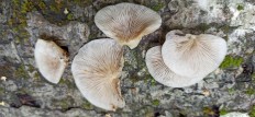 Crepidotus applanatus - Крепидот уплощенный