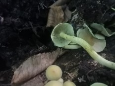 Hypholoma fasciculare - Ложноопёнок серно-жёлтый