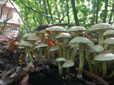 Hypholoma fasciculare - Ложноопёнок серно-жёлтый