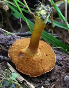 Chalciporus piperatus - Перечный гриб