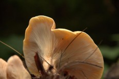 Paralepista gilva - Говорушка буро-жёлтая