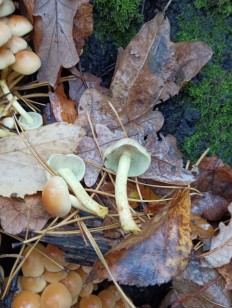 Hypholoma fasciculare - Ложноопёнок серно-жёлтый