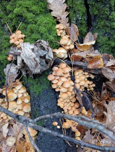 Hypholoma fasciculare - Ложноопёнок серно-жёлтый