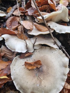 Гриб из Вильштат Германия