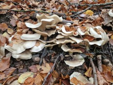 Гриб из Вильштат Германия