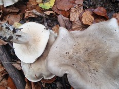 Гриб из Вильштат Германия