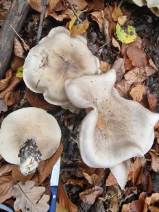 Гриб из Вильштат Германия