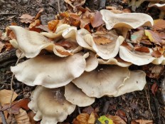 Гриб из Вильштат Германия