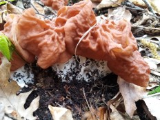 Gyromitra fastigiata - Строчок пучковый