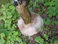 Жёлчный гриб