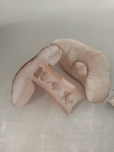 Гиропорус каштановый