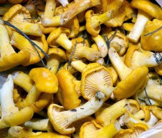 Cantharellus cibarius - Лисичка обыкновенная