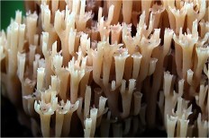 Artomyces pyxidatus - Клавикорона крыночковидная