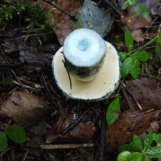 Gyroporus cyanescens - Гиропорус синеющий
