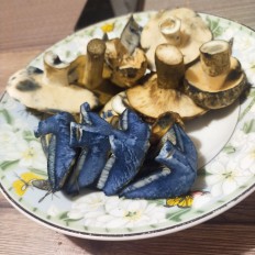 Gyroporus cyanescens - Гиропорус синеющий